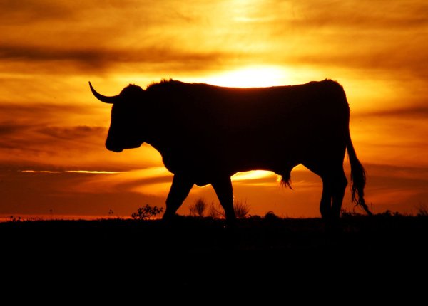 Силуэт быка
