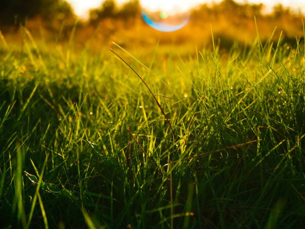 Зеленая трава солнце