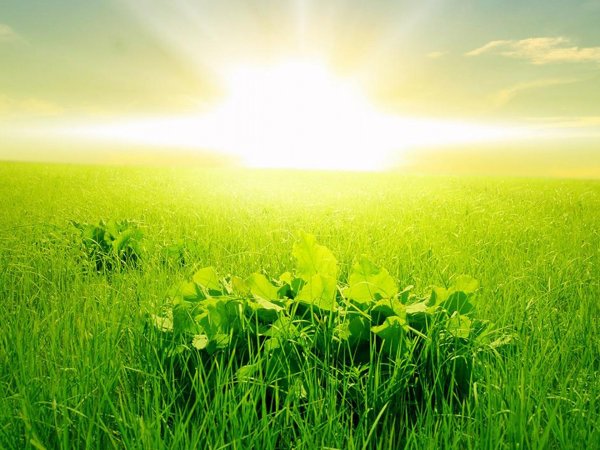 Трава и солнце