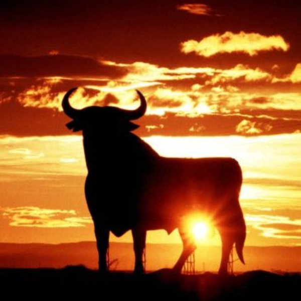 Коровы на закате