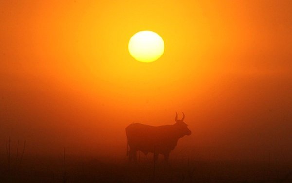 Фото быка на солнце