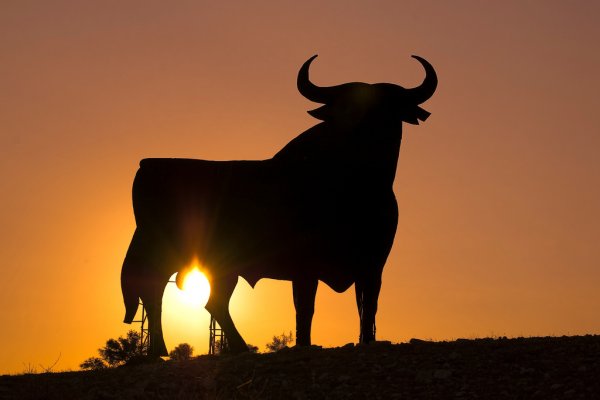 Бык солнце