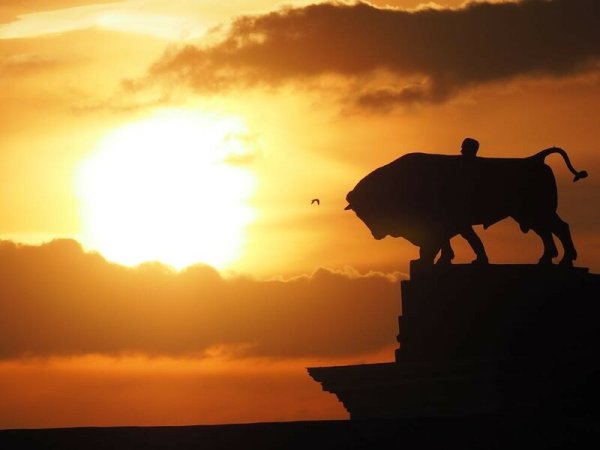 Бык на закате