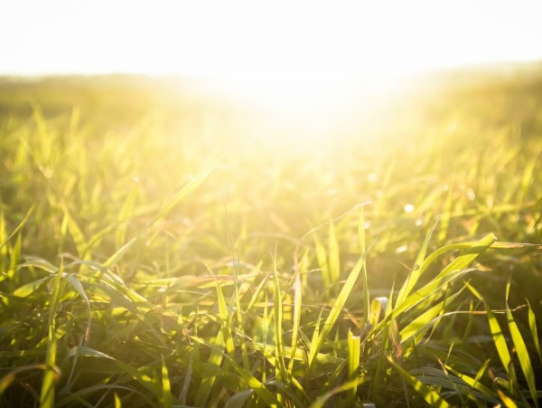 Солнечная зелень