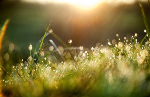 Зеленая трава с цветами