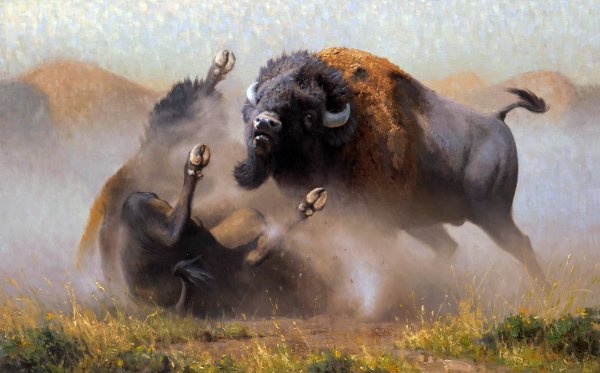 Буйвол бежит