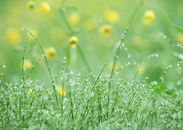 Трава и небо