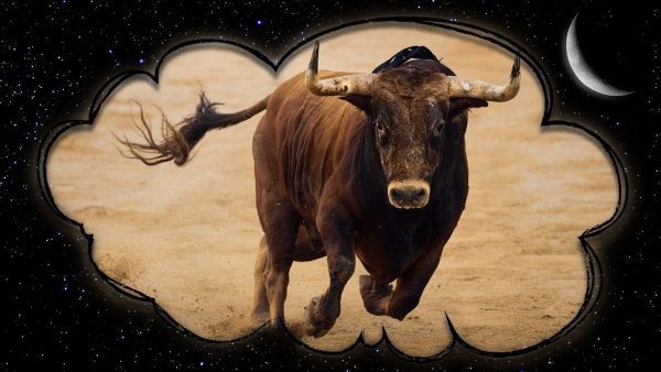 Стилизованные коровы