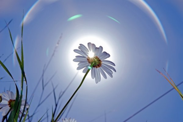 Ромашки в солнечных лучах