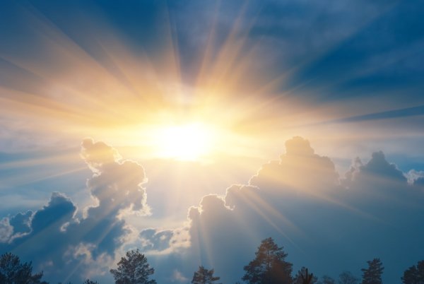 Поле одуванчиков