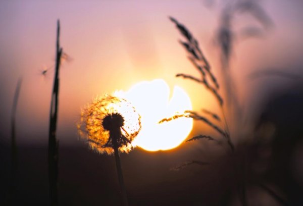 Спящее солнце