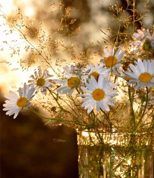 Ромашки в солнечных лучах