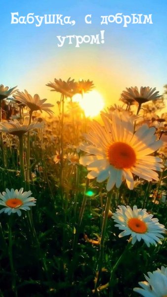 Ромашки в солнечных лучах