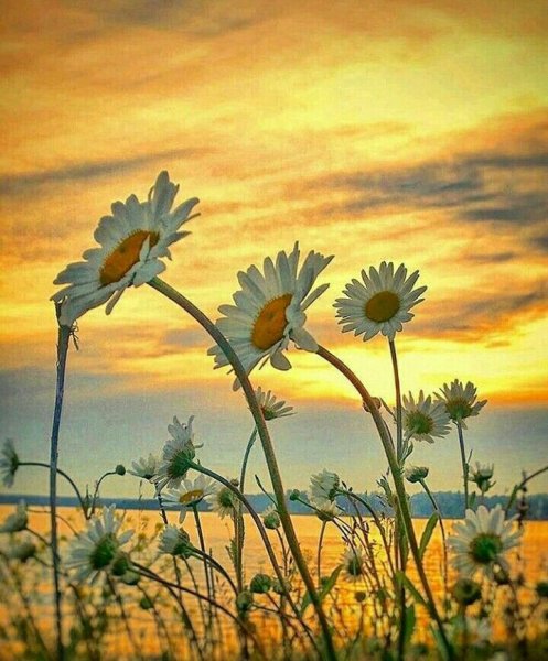 Ромашки на рассвете