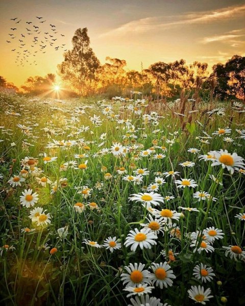 Силавмысли