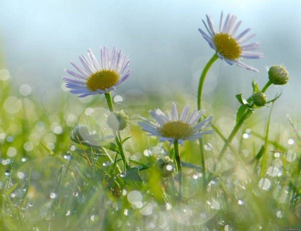 Ромашки утро солнце