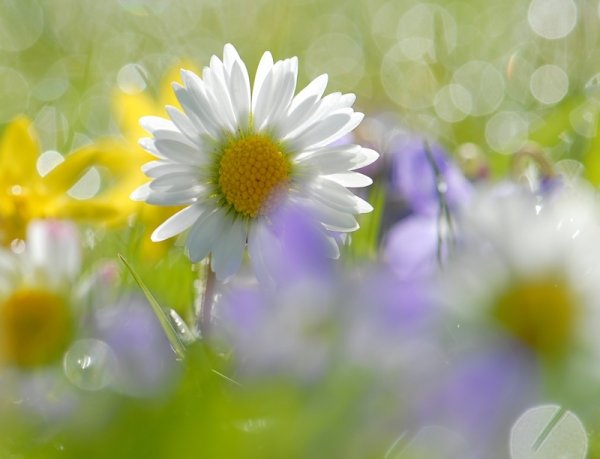 Ромашковое поле на рассвете