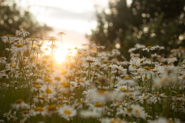 Доброе Ромашковое утро