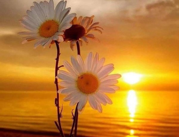 Солнечное настроение фото