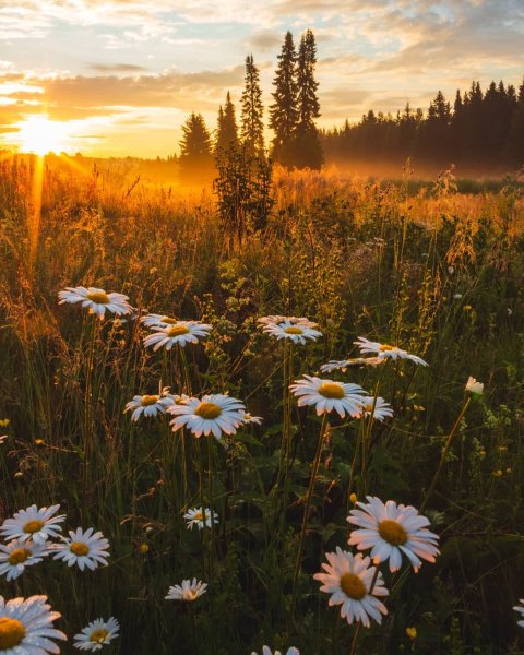 Букет ромашек для настроения