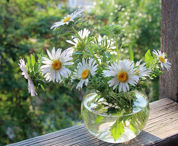 Ромашки на рассвете