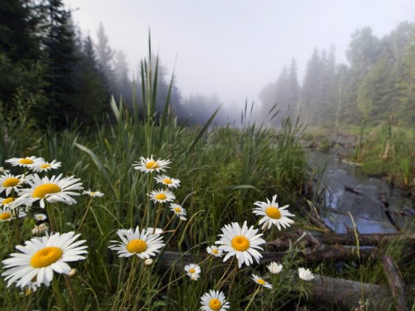 Ромашки анимация