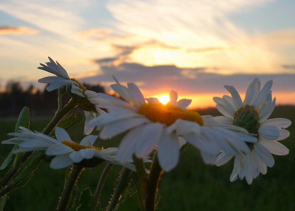 Ромашки в лучах солнца