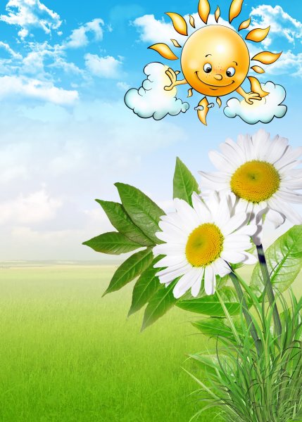 Ромашки утро роса