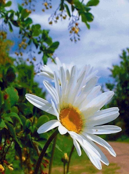 Прекрасного летнего дня