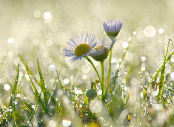 Ромашкового утра и солнечного дня