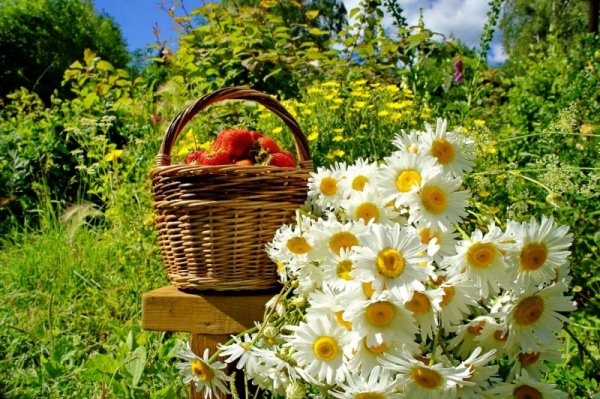 Ромашки в лучах солнца