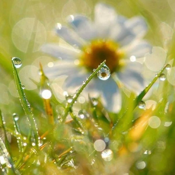 Луга Вологодской области