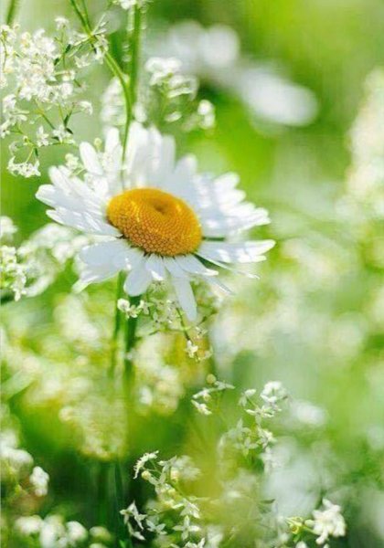 Доброе утро ромашки