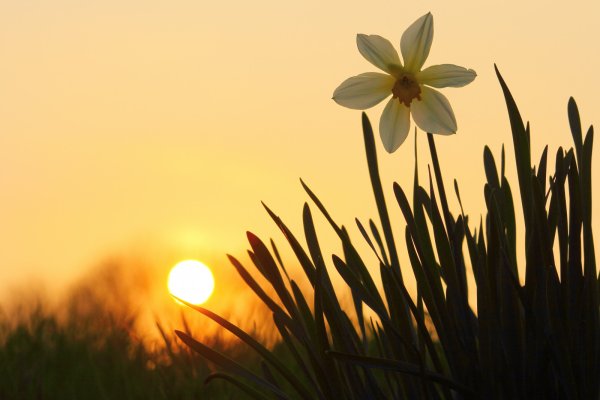 Подсолнечник Sunray Yellow