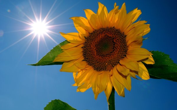 Дивная природа