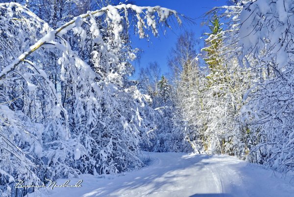 Солнце зимой в лесу