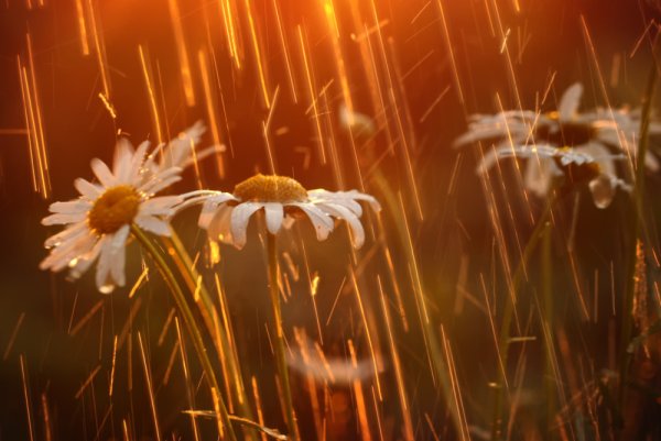 Дождь и солнце