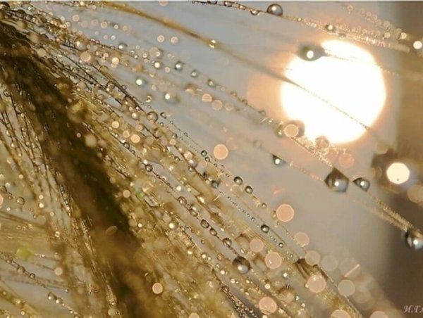 Солнечное утро