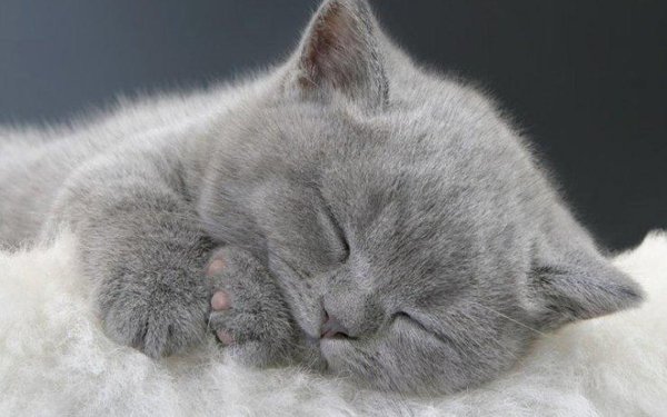 Спокойной ночи солнышко моё