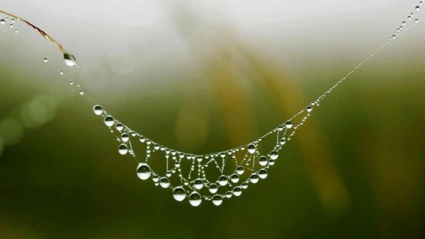 Перлы дождевые