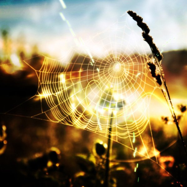 Паутина в лучах солнца