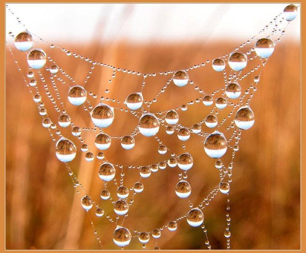 Паутина капля на нитке