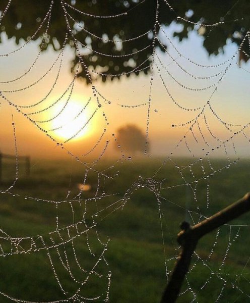 Тихо летят паутинные нити Рождественский