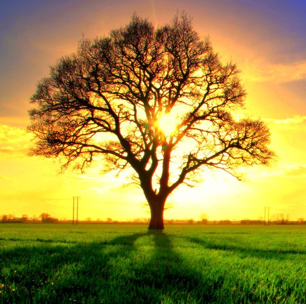 Дерево под солнцем