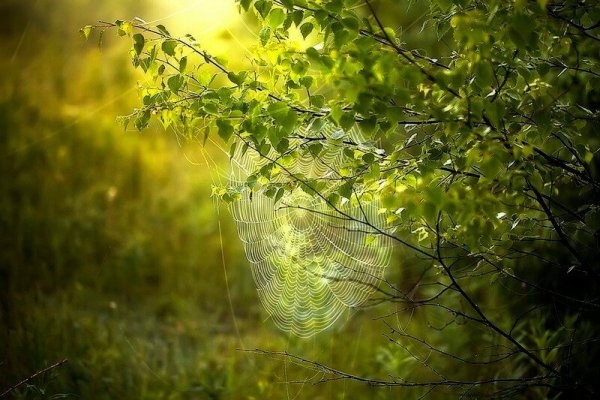 Листва после дождя