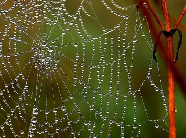 Роса на паутине