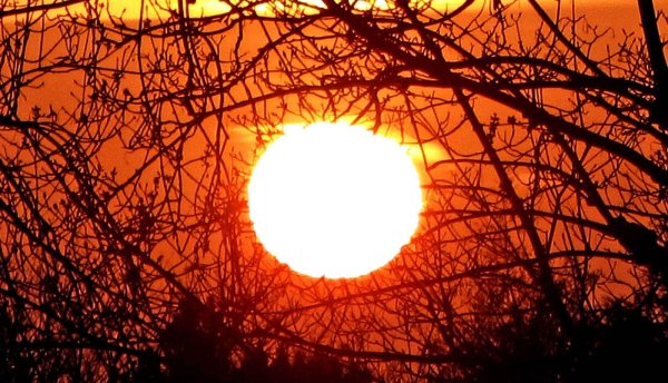 Красное солнце и дерево