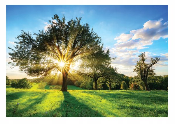 Дерево солнце
