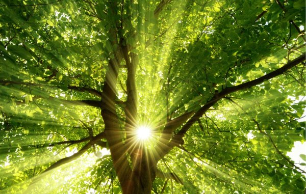 Природа солнце