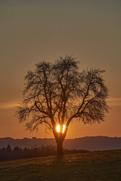 Дерево на закате